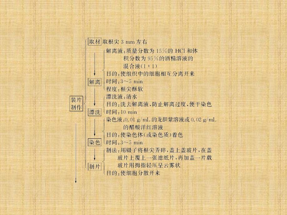 第五章边做边学观察植物细胞的有丝分裂精品课件苏教版必修_第4页