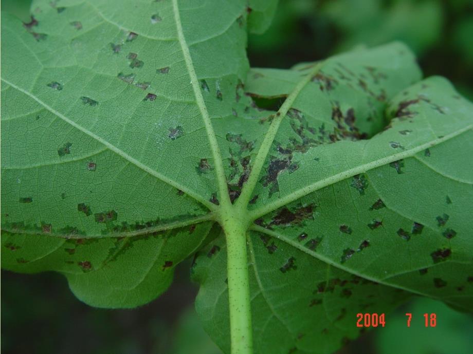 棉花细菌性角斑病_第3页