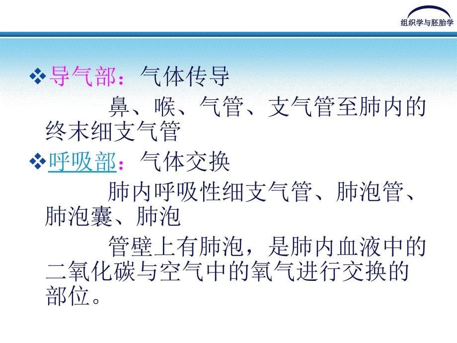 组织学与胚胎学呼吸系统ppt课件_第5页