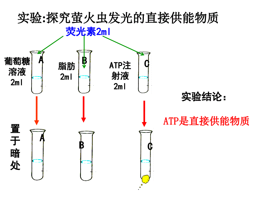 细胞的能量通货-ATP.ppt_第4页