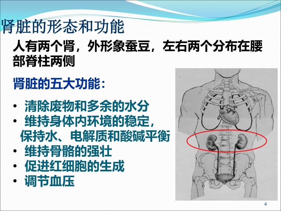 慢性肾病科普知识PPT医学课件_第4页