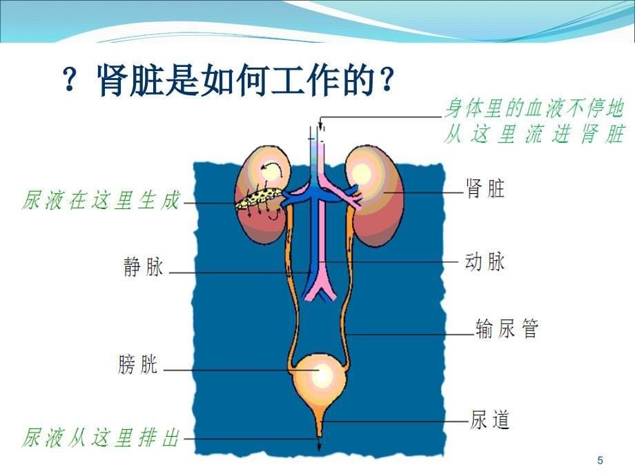 慢性肾病科普知识PPT医学课件_第5页