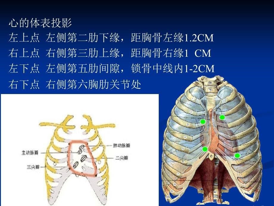 第四章血液循环_第5页