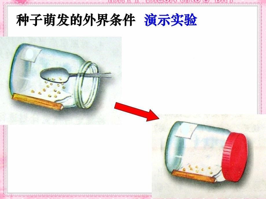 3、2、1种子的萌发课件_第5页