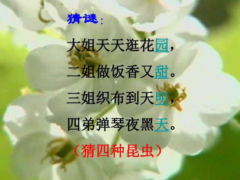 绿色蝈蝈定案_第1页