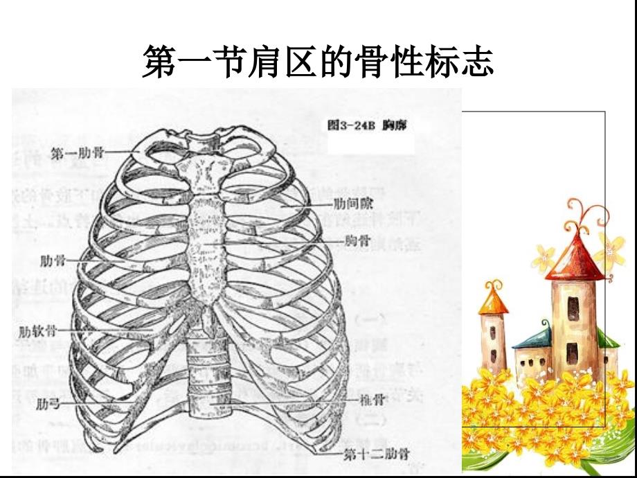 第六章肩区运动学_第2页