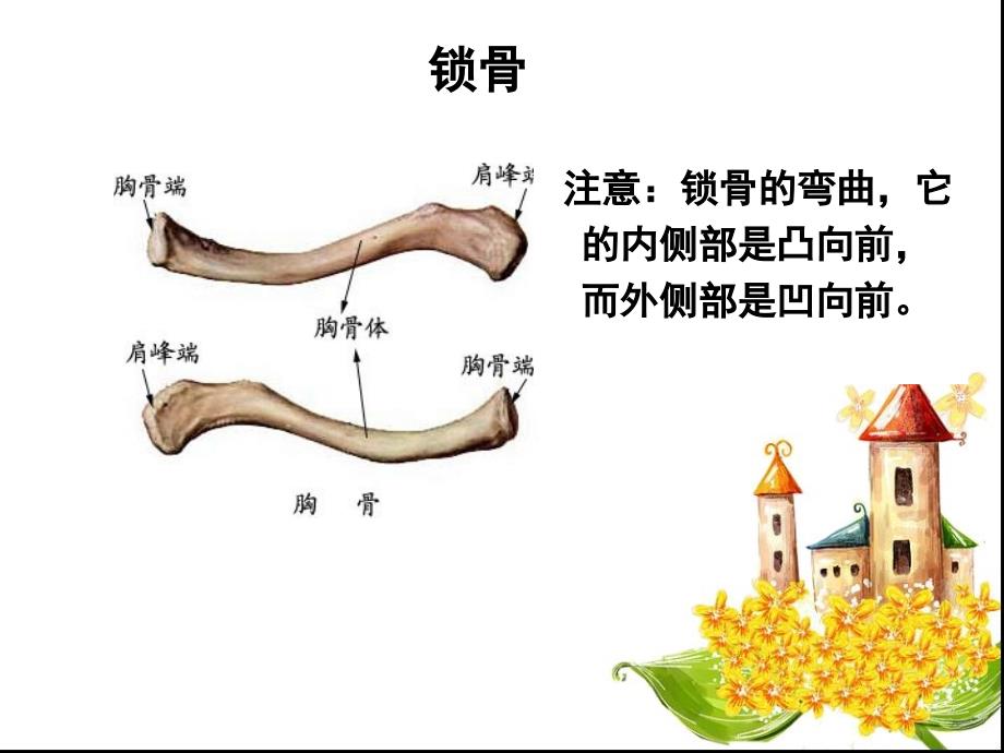 第六章肩区运动学_第3页