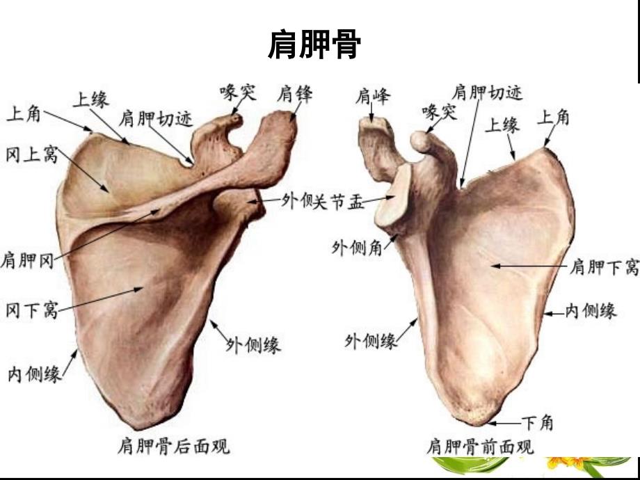 第六章肩区运动学_第4页