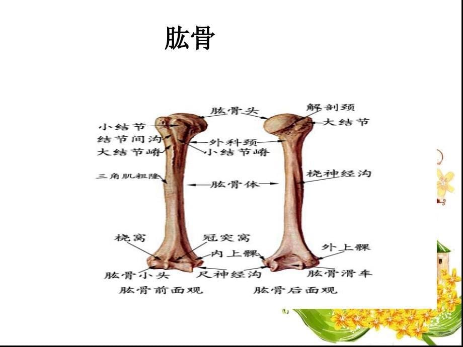 第六章肩区运动学_第5页