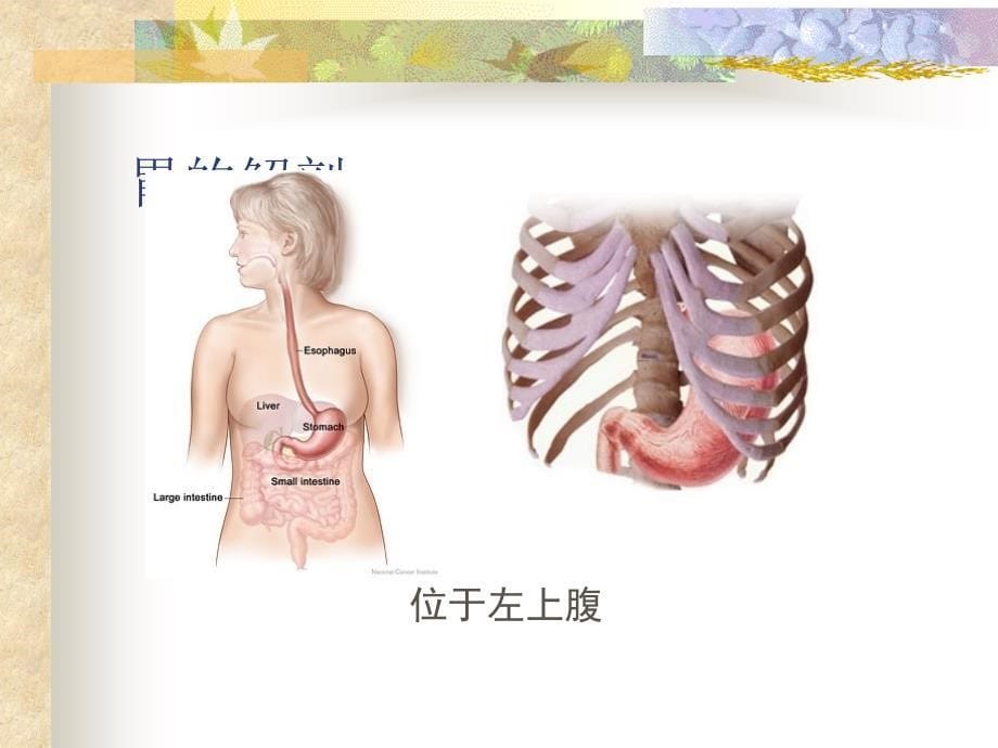 《胃十二指肠疾病病人的护理》PPT课件_第5页