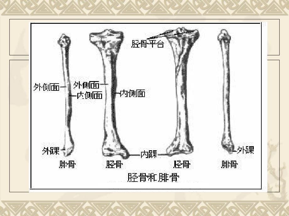 踝关节影像解剖_第5页