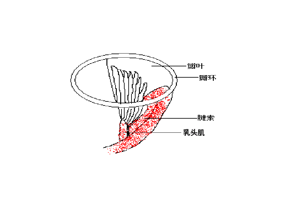 二尖瓣疾病的超声诊断_第2页