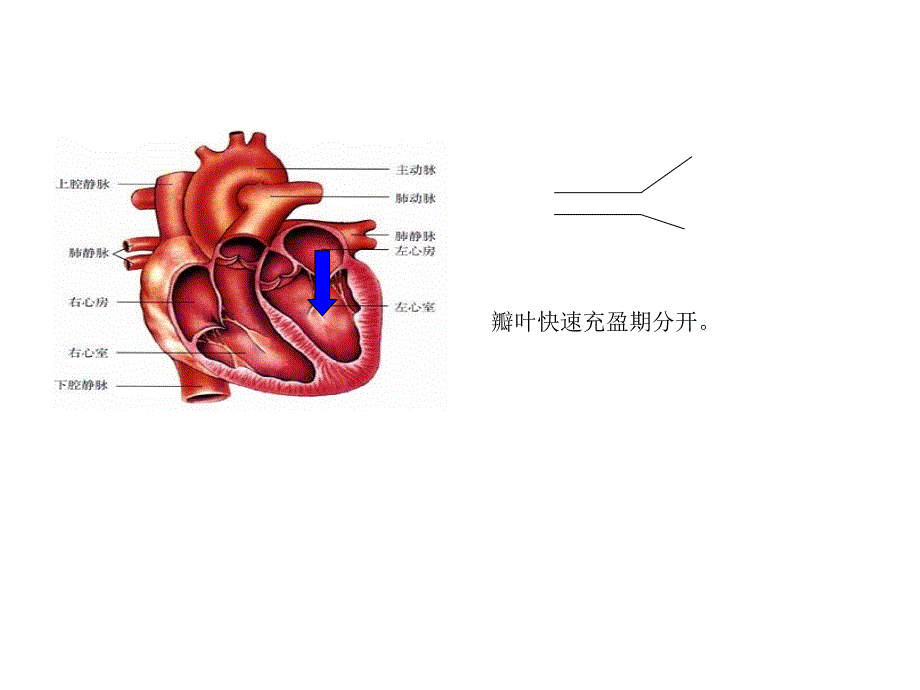 二尖瓣疾病的超声诊断_第4页