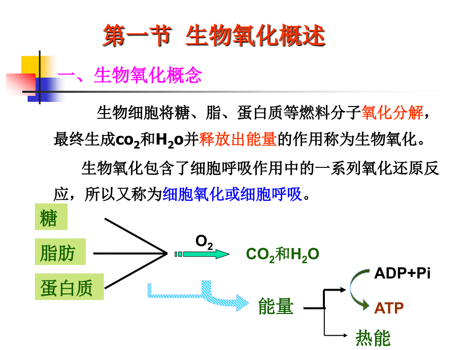 生物化学ppt第六章生物氧化_第3页