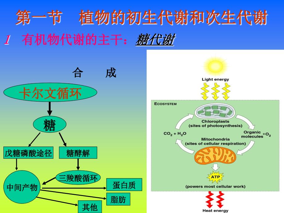 第五六章植物体内有机物的代谢与运输_第3页