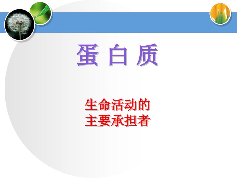 蛋白质专题复习二轮复习_第1页