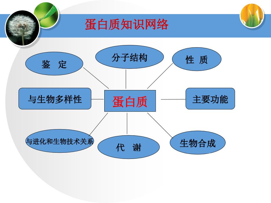 蛋白质专题复习二轮复习_第2页