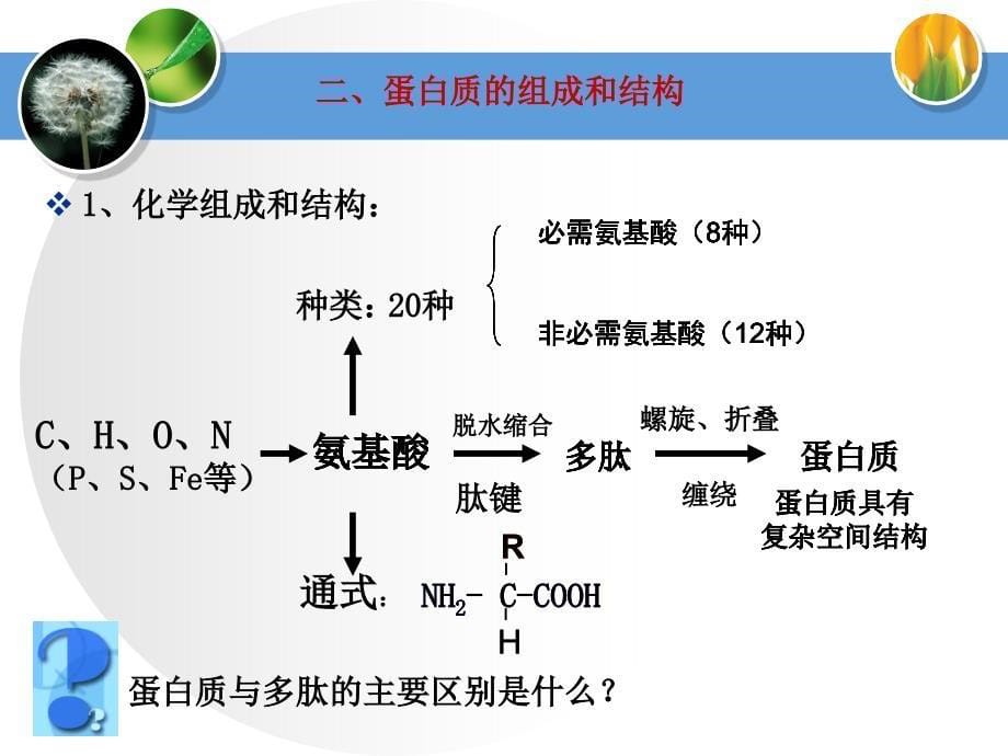 蛋白质专题复习二轮复习_第5页