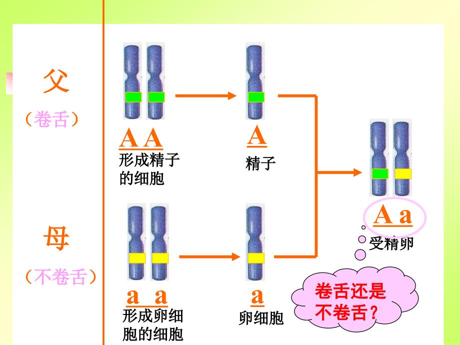 《基因的显性和隐性》PPT课件_第2页