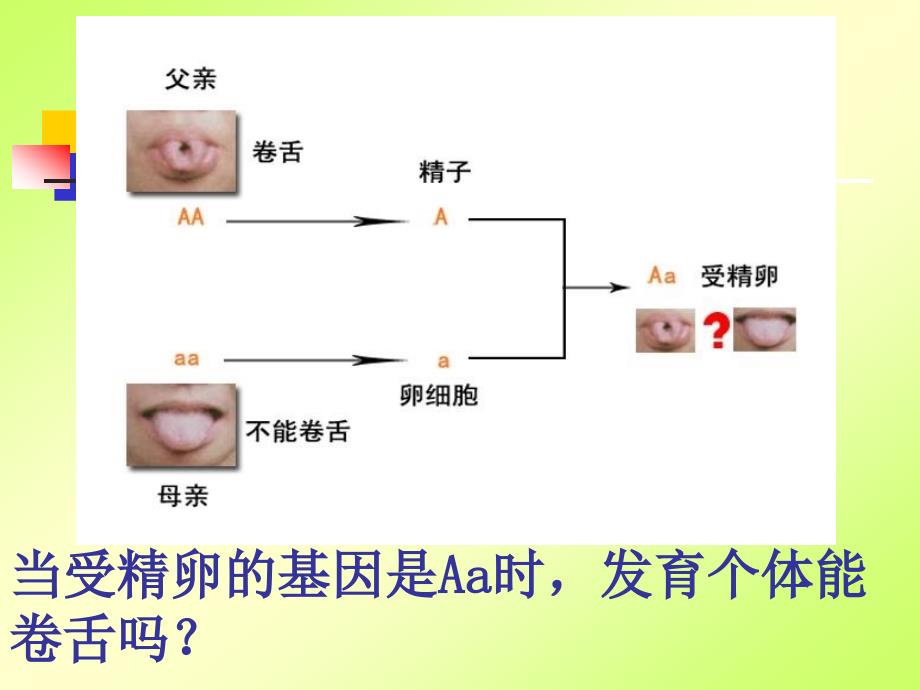 《基因的显性和隐性》PPT课件_第3页