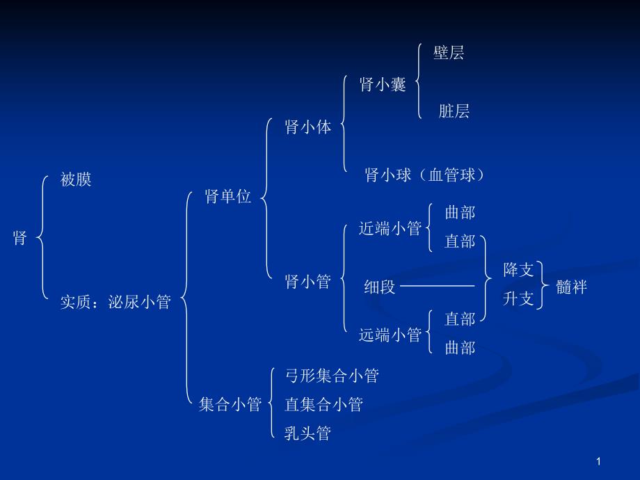 肾的组织结构ppt课件_第1页