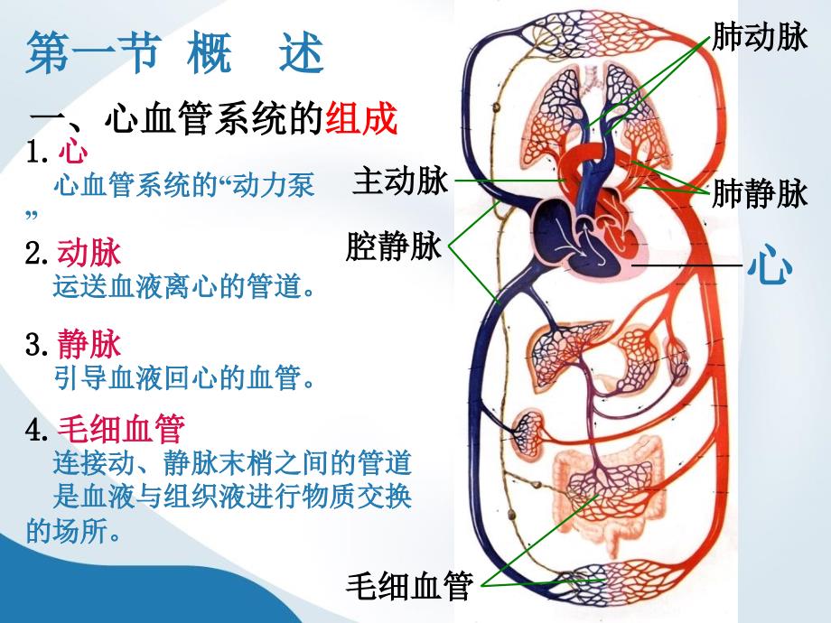 《心、肺循环》PPT课件_第2页