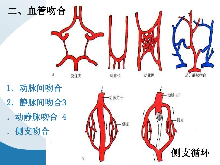 《心、肺循环》PPT课件_第4页