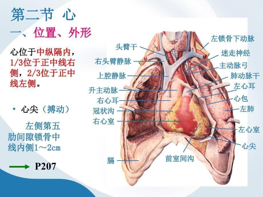 《心、肺循环》PPT课件_第5页