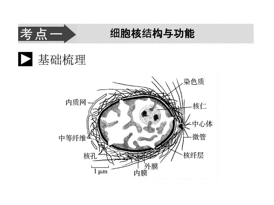 人教版教学课件生物高考一轮复习课件：必修1 第3章 第3节 细胞核—系统的控制中心ppt_第5页