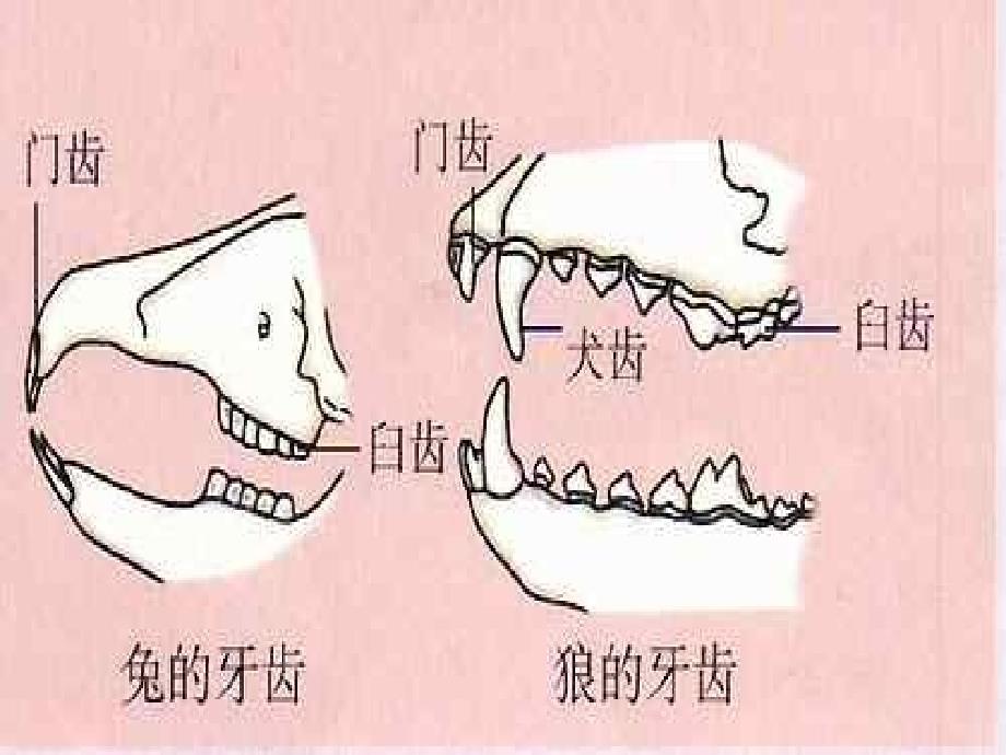 初中二年级生物上册第五单元　第一章动物的主要类群第七节哺乳动物第一课时课件_第4页