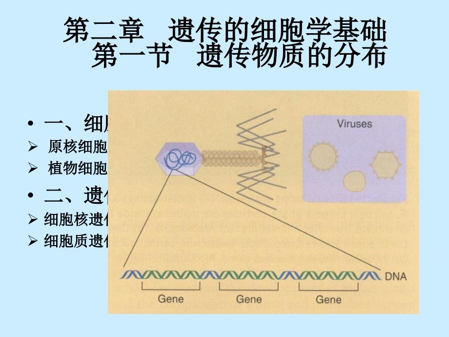 《遗传的细胞学基础》PPT课件_第1页