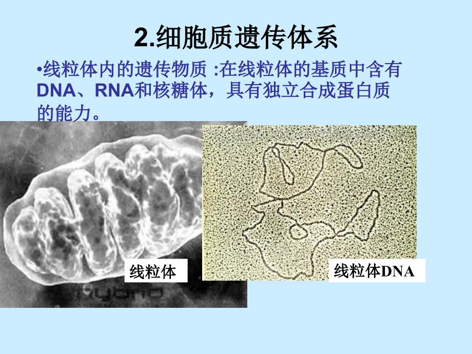 《遗传的细胞学基础》PPT课件_第4页