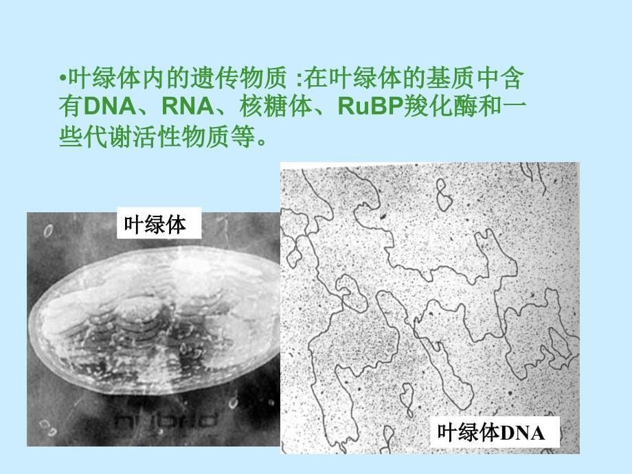 《遗传的细胞学基础》PPT课件_第5页