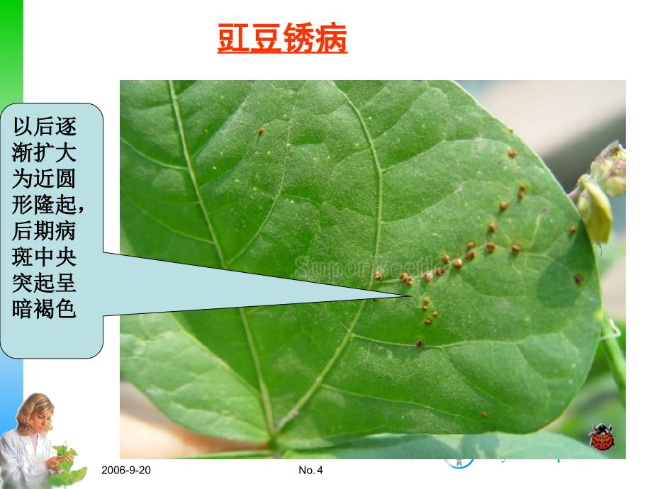 豇豆病虫害防治技术.ppt_第4页