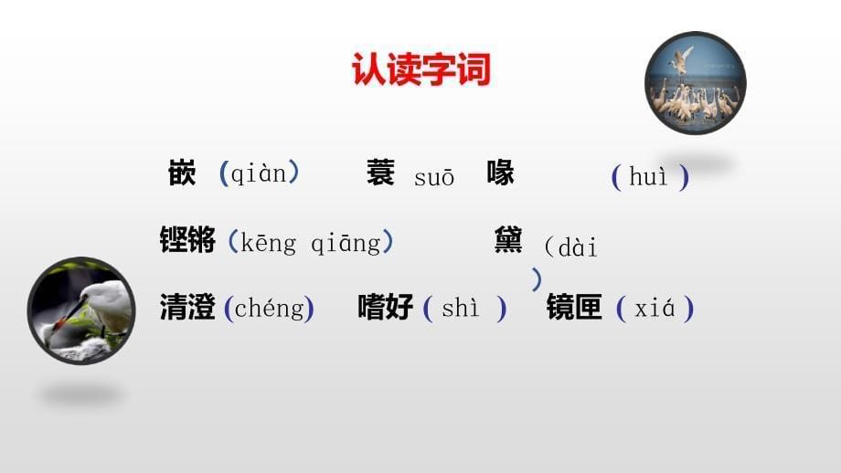部编版五年级上册语文1白鹭课件_第5页