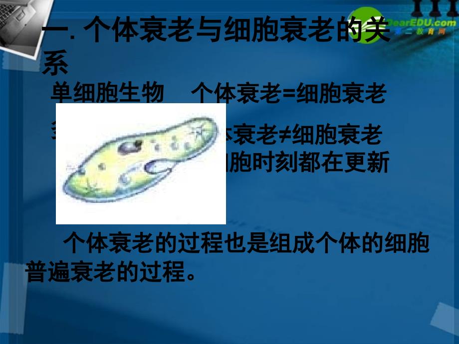 高中生物第3节细胞的衰老和调亡课件新人教版必修1精品教育_第4页