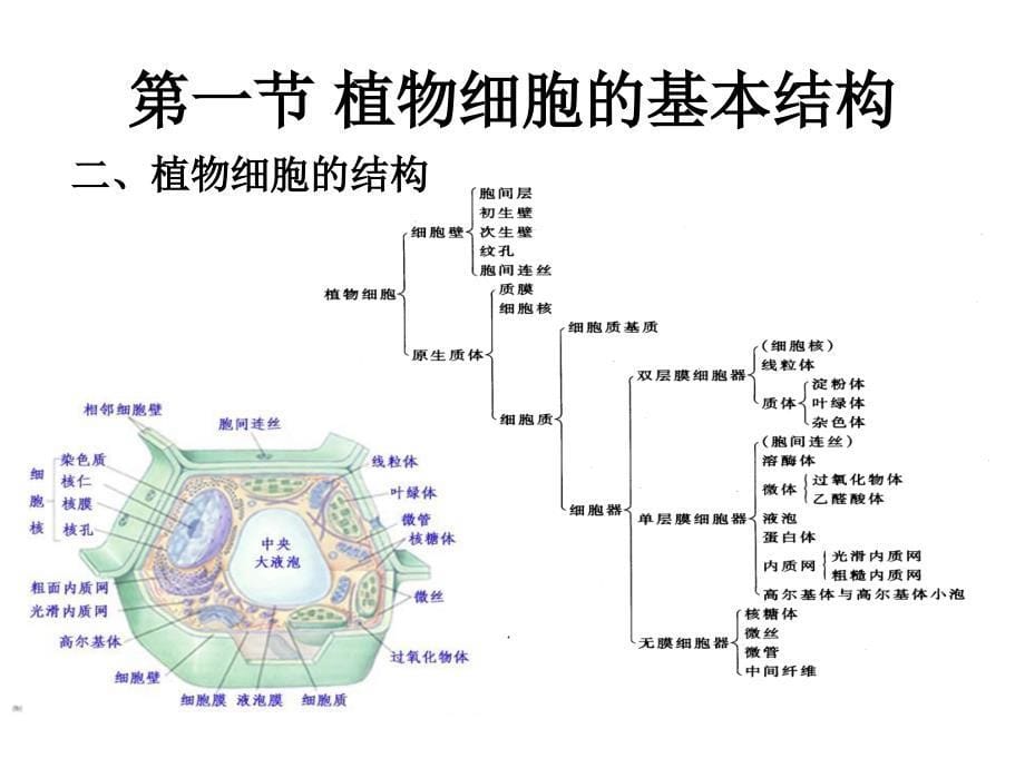 细胞膜的结构与功能_第5页