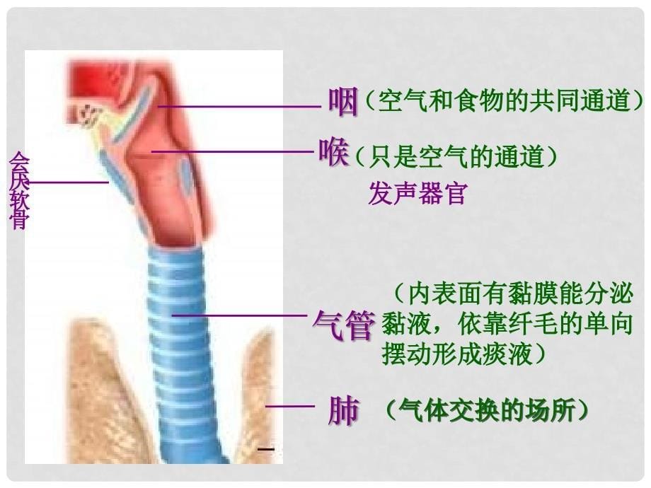 七年级生物下册 第10章 第二节 人体细胞获得氧气的过程课件1 北师大版_第5页