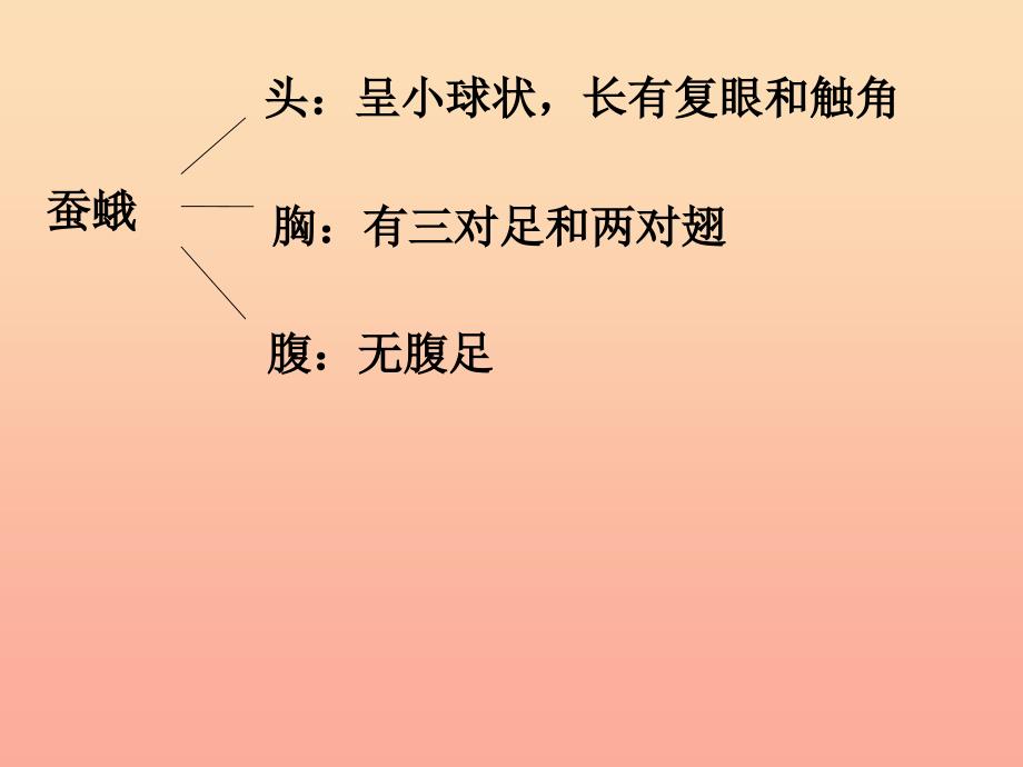 三年级科学下册 动物的生命周期 4 蛹变成了什么课件 教科版.ppt_第3页