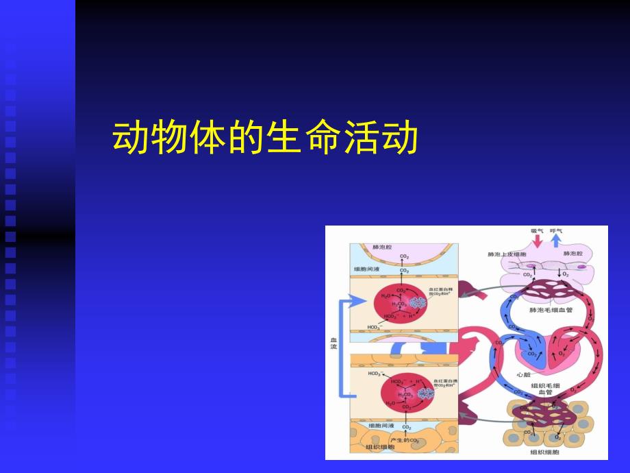 动物结构与功能PPT课件_第1页