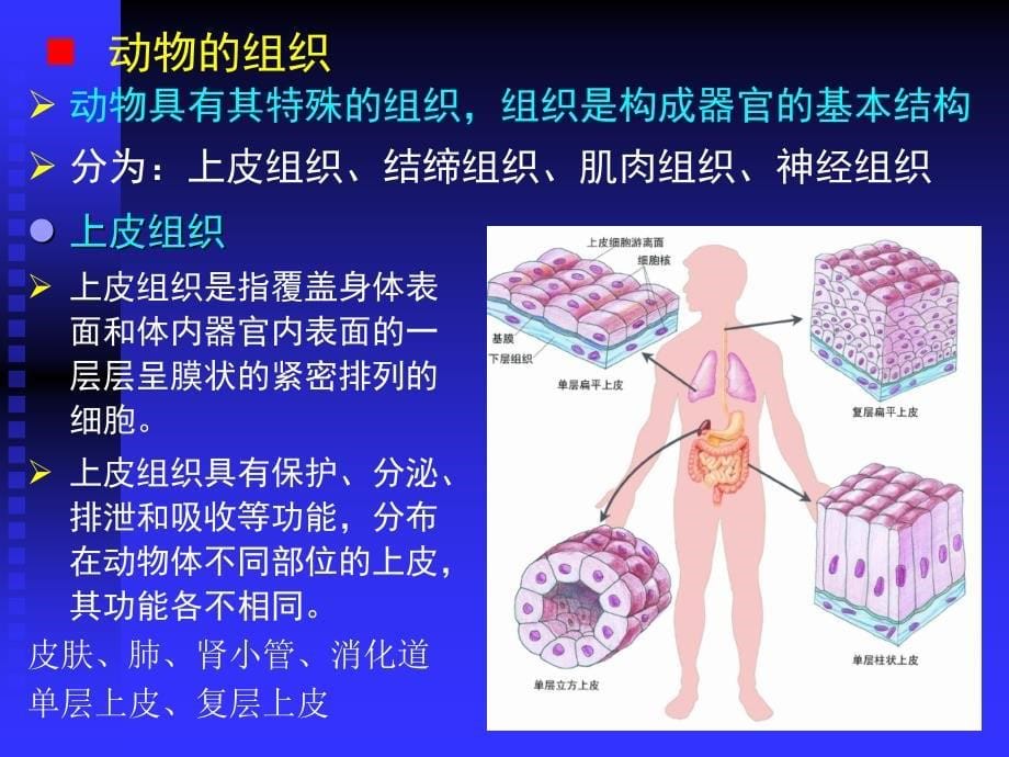 动物结构与功能PPT课件_第5页