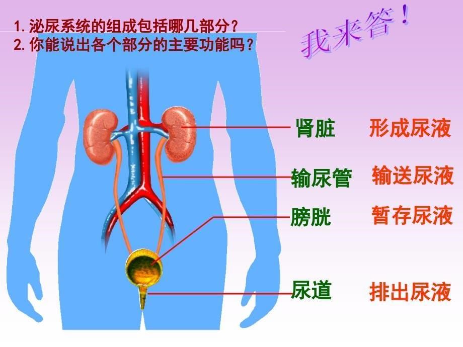 生物的排泄-肾脏的结构_第5页