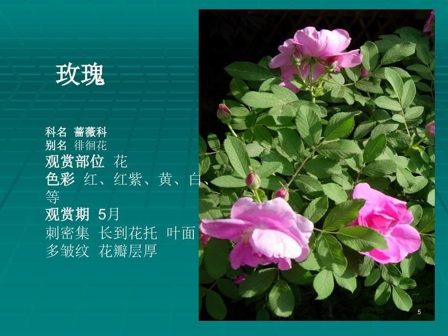 常见插花花材ppt课件_第5页