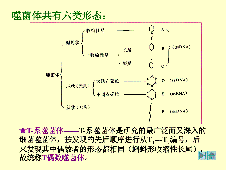 各类病毒及其繁殖方式_第4页