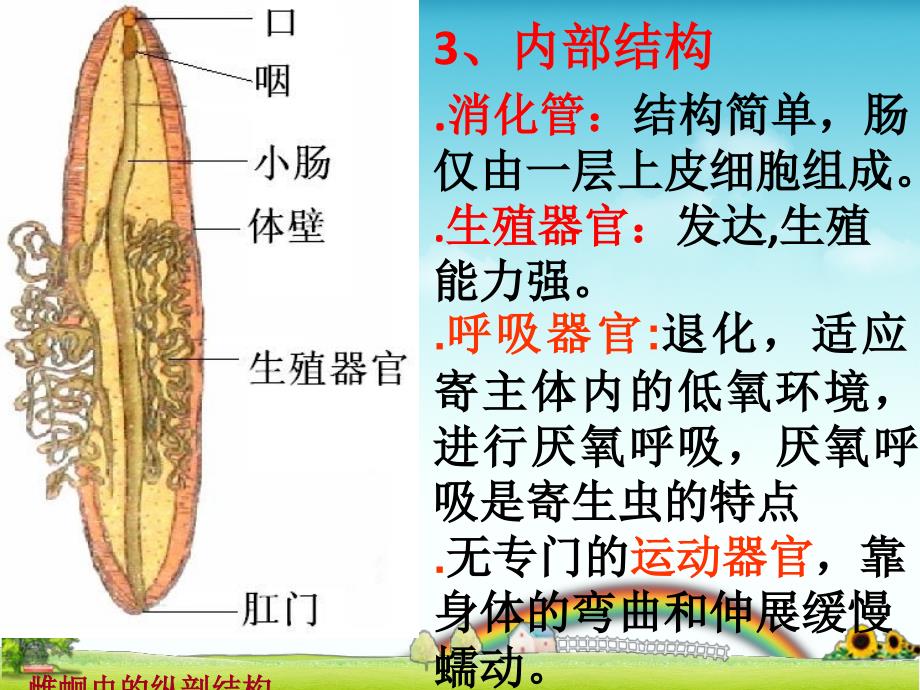 线形动物和环形动物【青苗教育】_第4页