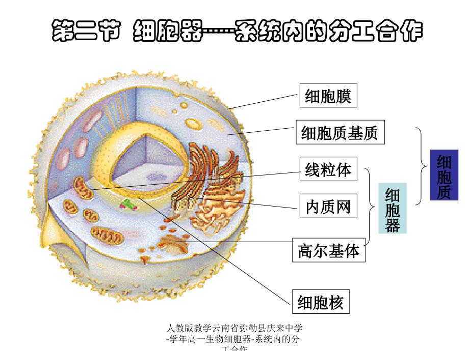 人教版教学云南省弥勒县庆来中学-学年高一生物细胞器-系统内的分工合作课件_第1页