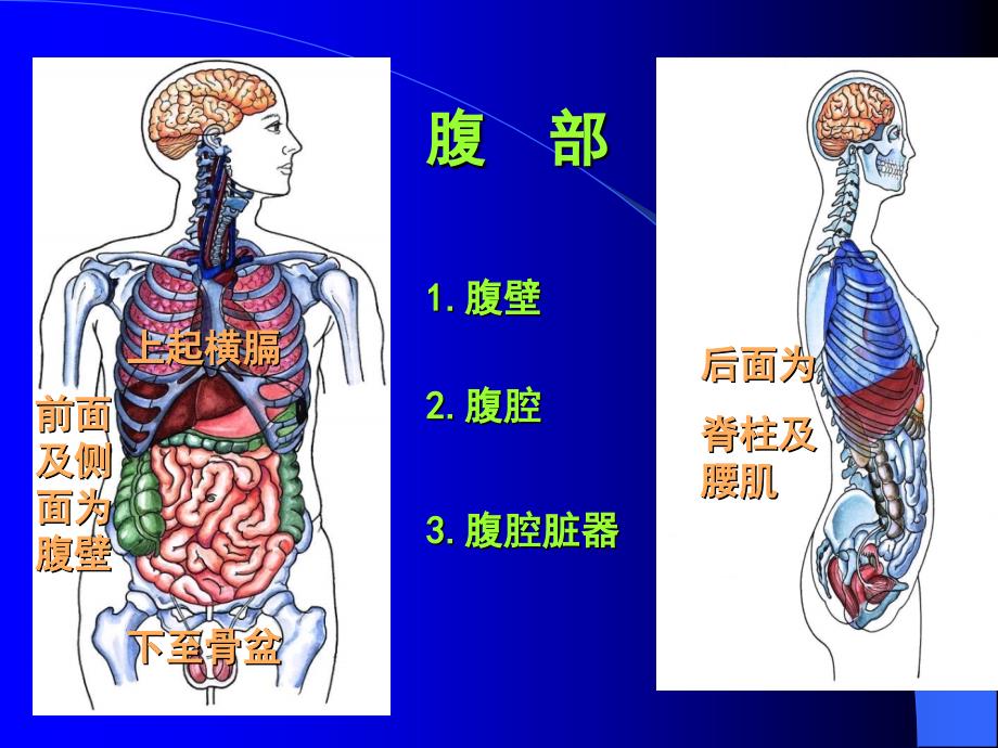 腹部体检PT课件_第2页