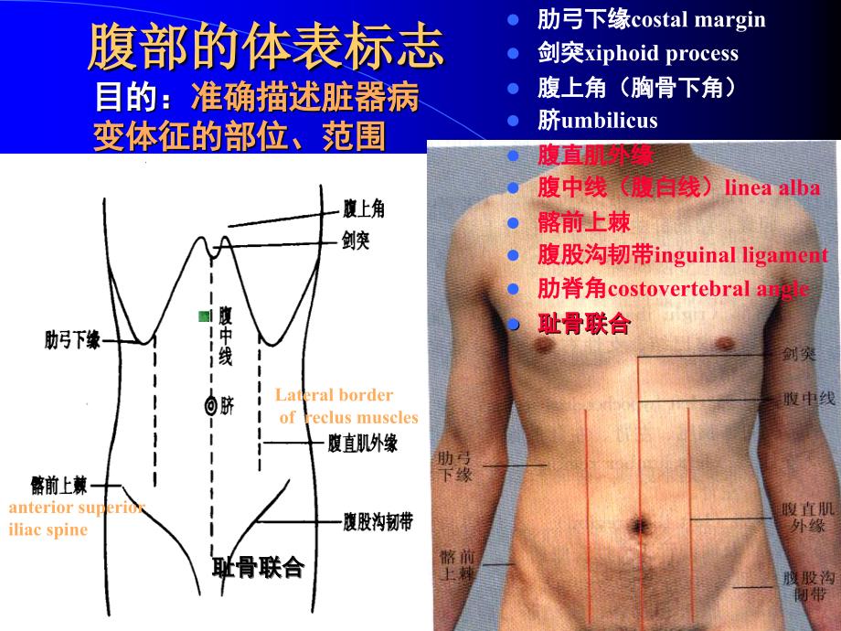 腹部体检PT课件_第4页