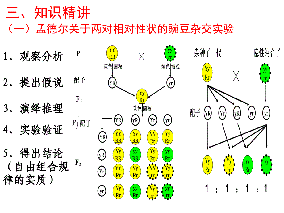 郑州一中2011届高三生物一轮复习课件-17(基因的自由组合定律).ppt_第4页