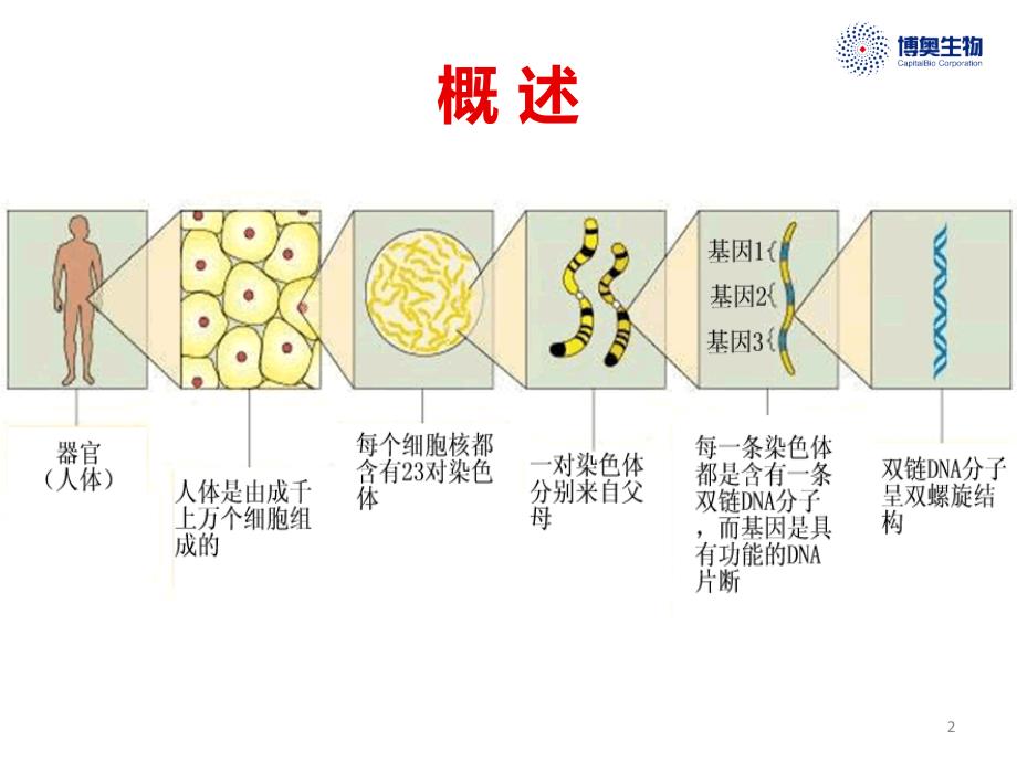 最新更新有关基因芯片技术知识介绍及其应用_第2页